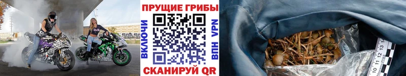 Галлюциногенные грибы прущие грибы  Павловск 